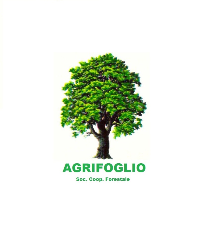 Agrifoglio