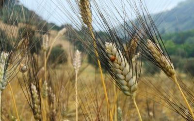 La battaglia per il grano Cappelli fa discutere: il Consorzio di Sanluri rivendica l’esclusività del prodotto e invita la Regione ad intervenire