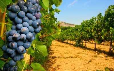 Vigneti sostenibili per climi insostenibili: l’Alleanza delle Cooperative Alimentari si riunisce per trovare delle soluzioni.