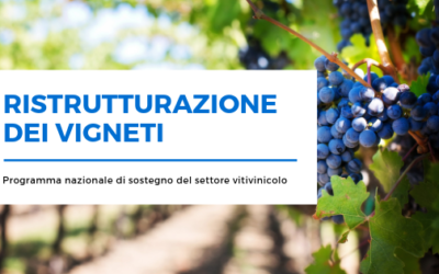 Ristrutturazione e riconversione dei vigneti in Sardegna: al via le domande